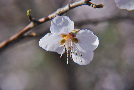 桃花