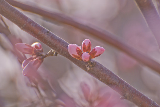 桃花