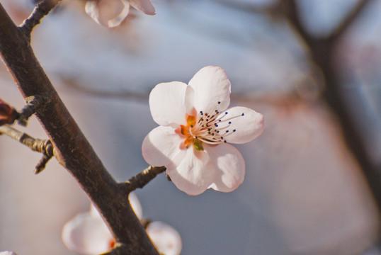 桃花