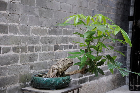 盆景