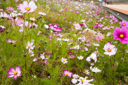 格桑花
