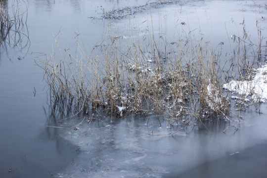 雪景 冬天 河流 结冰 水草