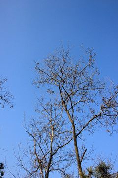 树 树枝 树干 蓝天 树形