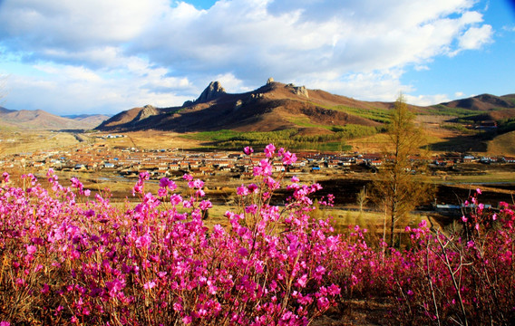 春季大兴安岭 杜鹃花 喇嘛山