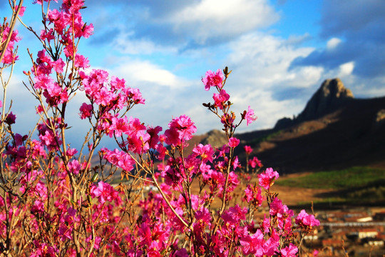 春季大兴安岭 杜鹃花 喇嘛山