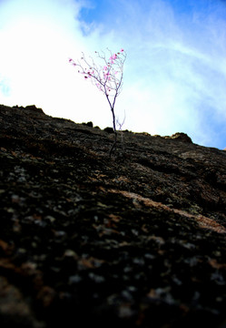 岩石上的一棵杜鹃树