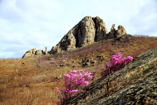 大兴安岭杜鹃花