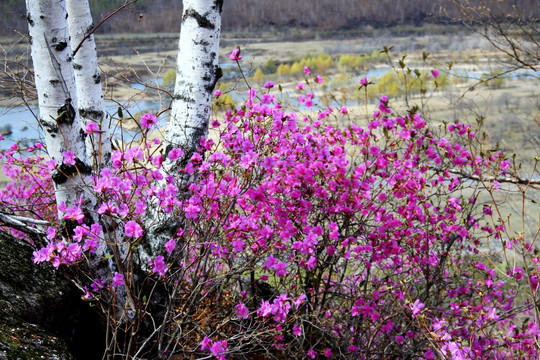 白桦 杜鹃花 湿地