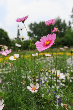 小菊花