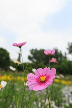 小菊花