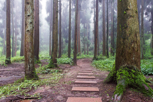 四川邛崃天台山森林