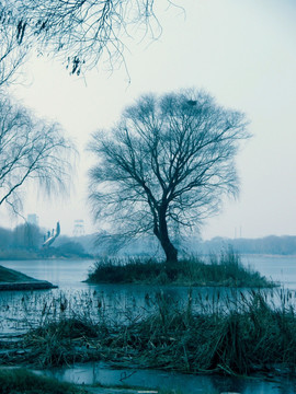 湖中的树