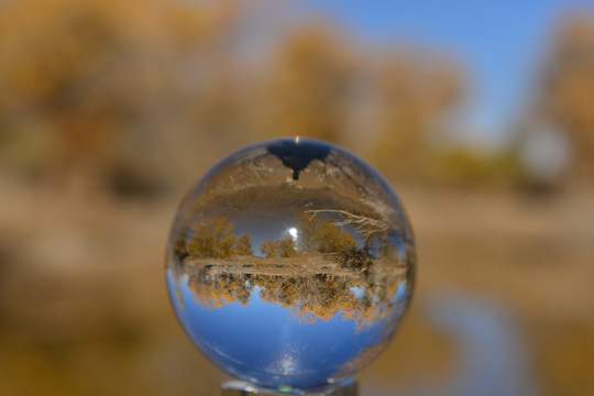 水晶球里的胡杨林