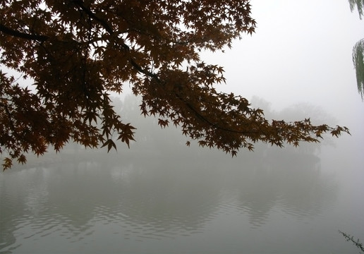 雾霾 枫叶