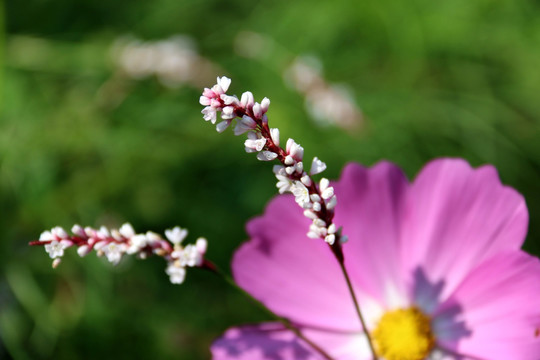 鲜花