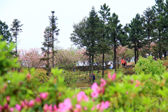 松树 映山红