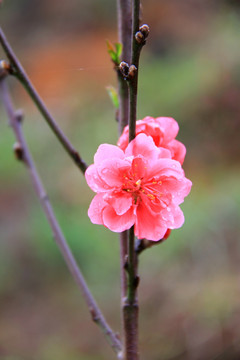 梅花