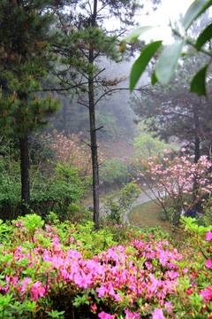 映山红 松树