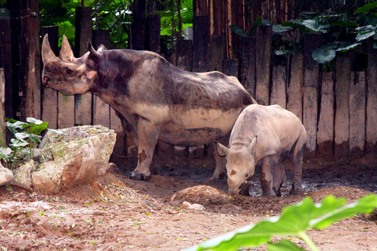 小犀牛和妈妈
