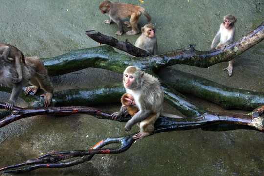 群猴抢食