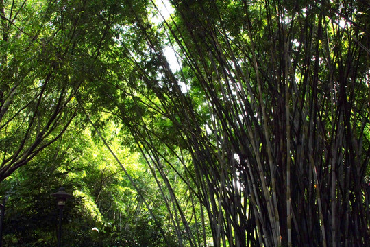 竹子丛林