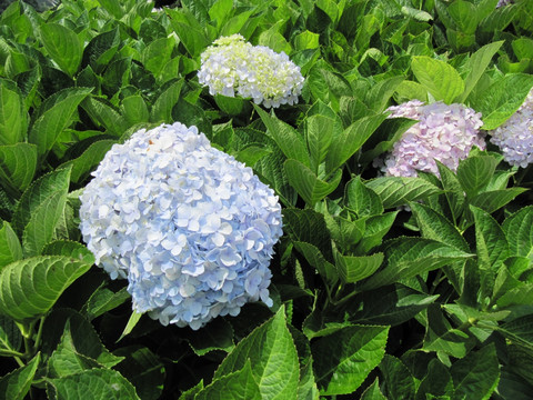 紫阳花