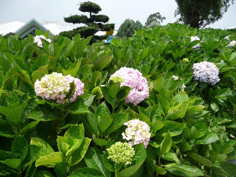 紫阳花