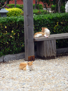 猫