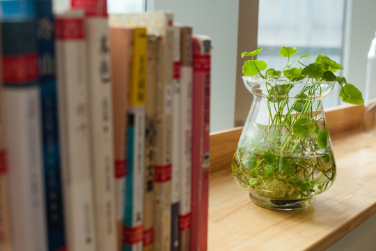 绿色植物