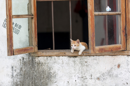 爬上窗台的猫