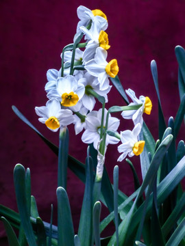 水仙花