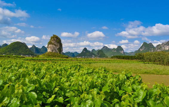 广西风光 田园 桑叶 独峰