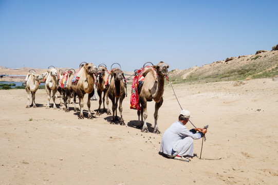 宁夏丝绸之路骆驼队