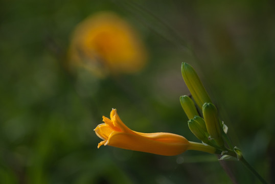 黄花菜花