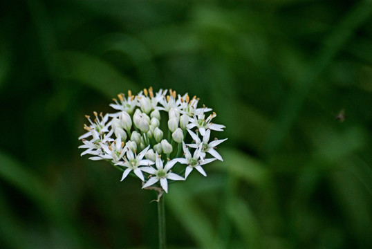 韭菜花
