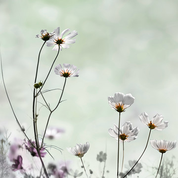 格桑花 波斯菊 装饰画 无框画