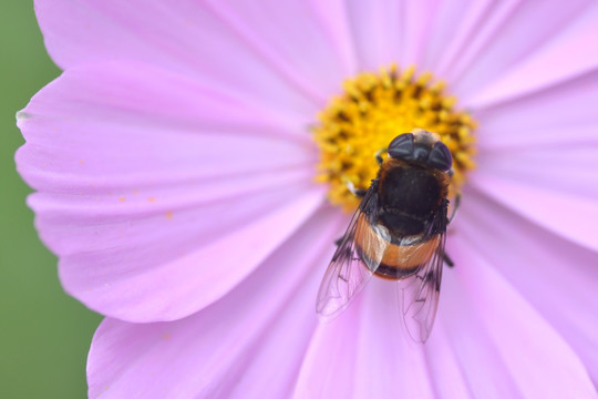 蜜蜂和格桑花