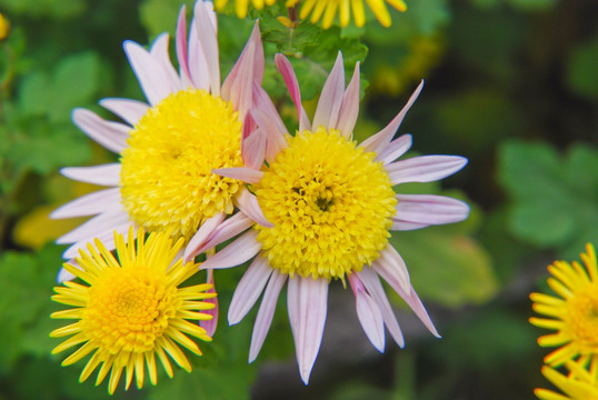 菊花