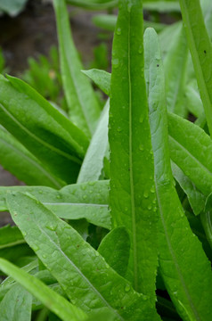 油麦菜 青菜