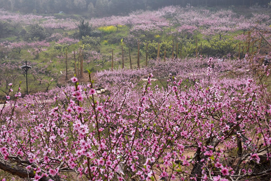 龙泉桃花沟