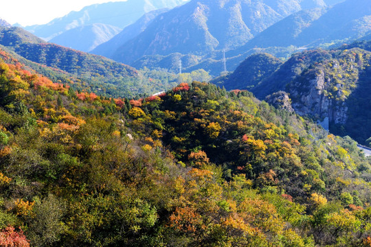 山岭的红叶