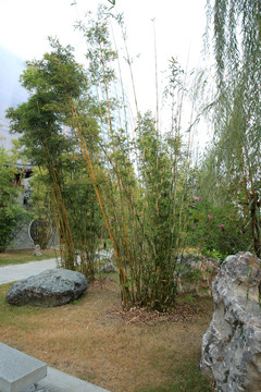 竹林 林荫道 公园 风景