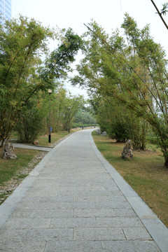 竹林 林荫道 公园 风景