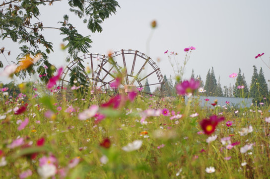 山花烂漫