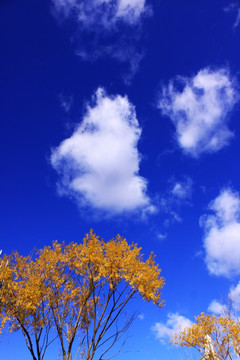 白云与秋天的柳树