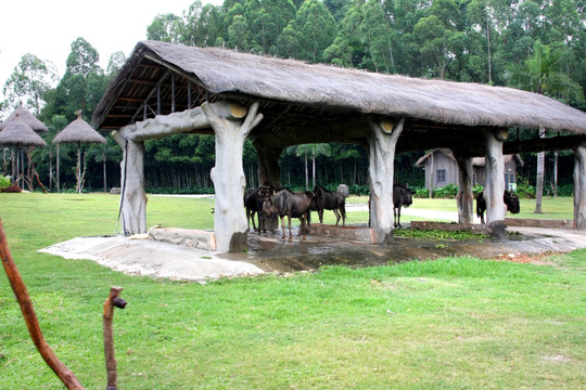 非洲野牛栅