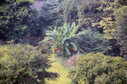 小林子里的芭蕉树