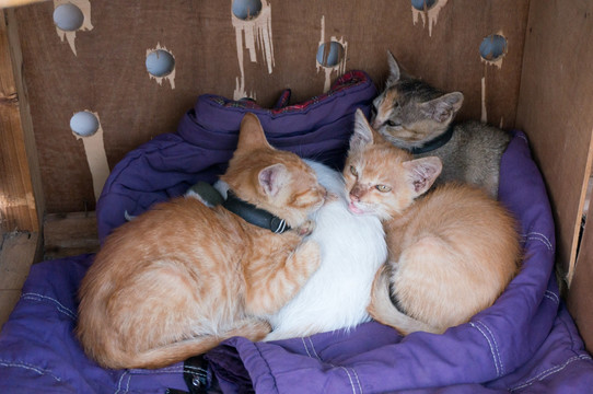 猫咪 相互取暖 睡觉