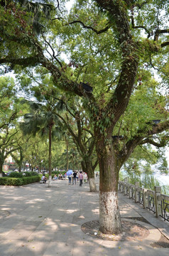 桂林象山街景 大树 绿树成荫