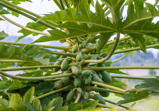 木瓜 木瓜树 水果 果实 瓜果